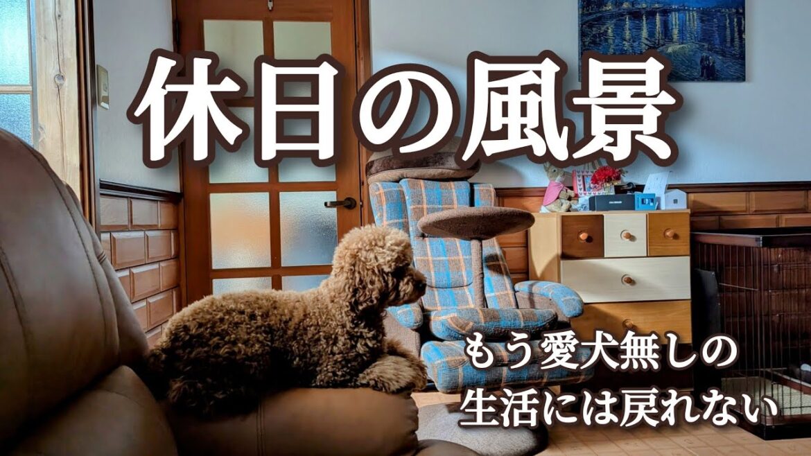 愛犬と休日はだいたいこんな事してます。トイプードルのモンブランくんが今回も暴れてます(^_^;)