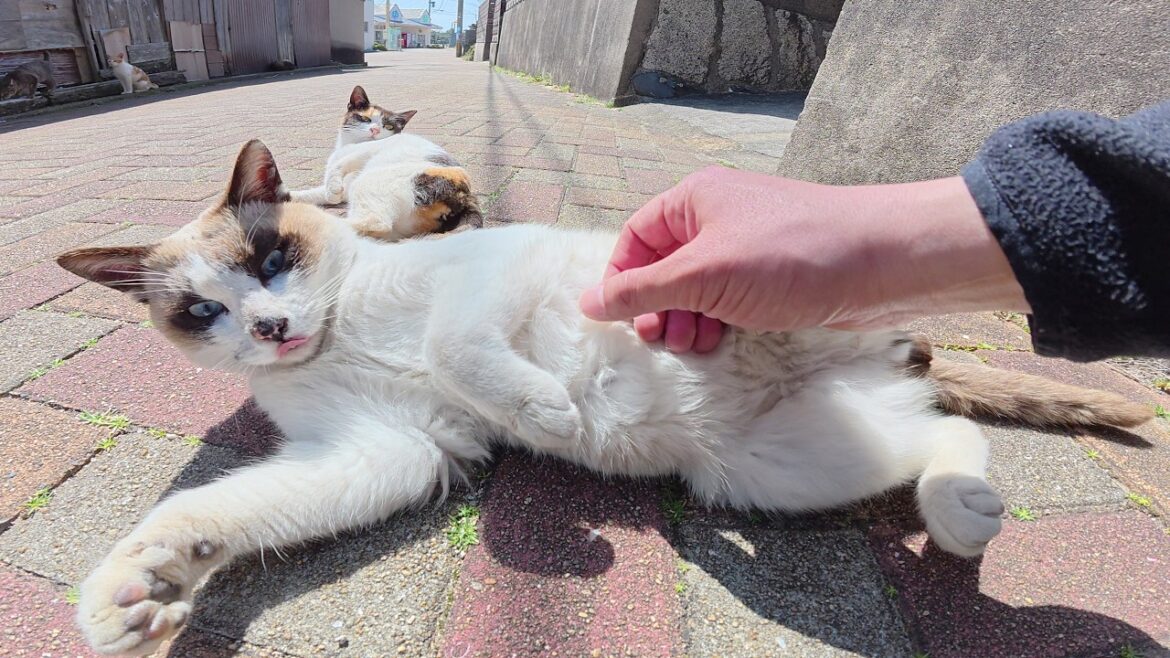 シャム猫と三毛猫がヘソ天ポーズになって可愛いアピール対決をする シャム猫と三毛猫がヘソ天ポーズになって可愛いアピール対決をする