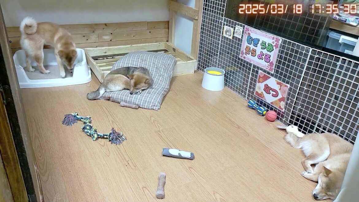 柴犬なつ!子育て生配信【生後190日】やんちゃ盛りな子犬たち! 柴犬なつ!子育て生配信【生後190日】やんちゃ盛りな子犬たち!