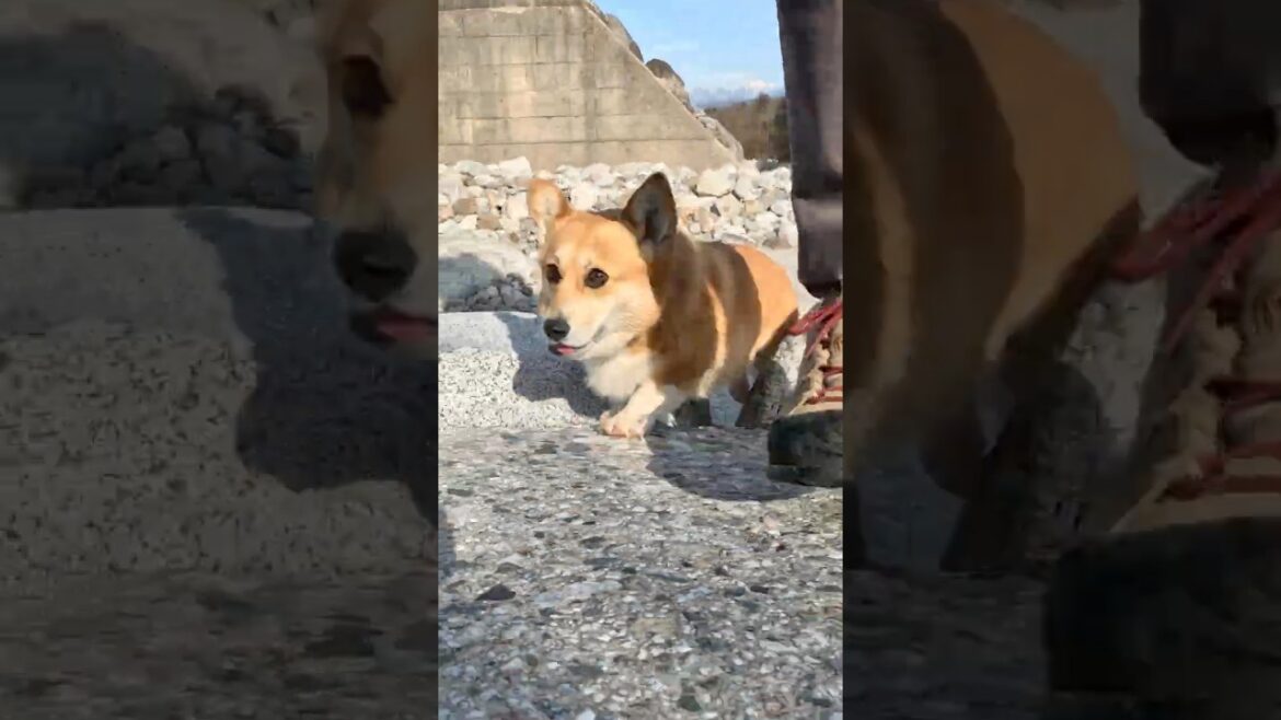 遊び心を持ってついてくるコーギー / A playful Corgi following along #コーギー #corgi #サクラ