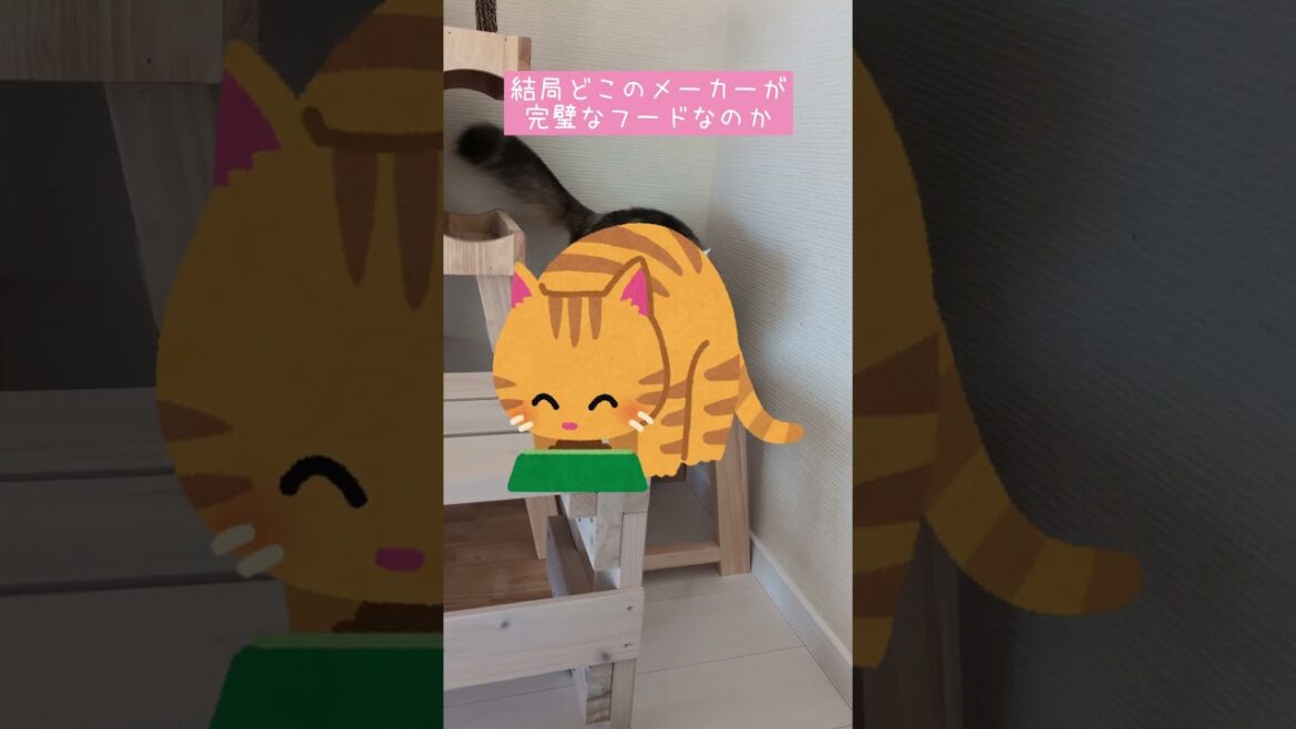 キャットフード選びあるある #shorts #short #cat #猫 #ねこ #マンチカン #ノルウェージャンフォレストキャット #キャットフード #고양이 #pusa #kucing