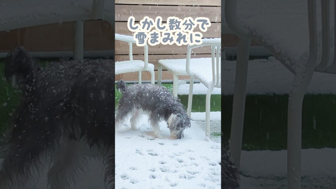 第2回雪遊び(大はしゃぎ)#schnauzer #dog #シュナウザー #ミニチュアシュナウザー #犬のいる暮らし  #miniatureschnauzer