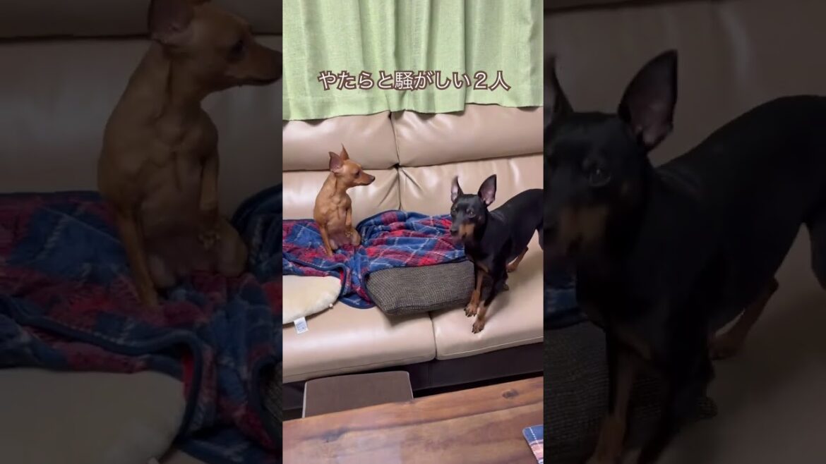 【ミニピン】最強の呪文　#ミニピン #ミニチュアピンシャー