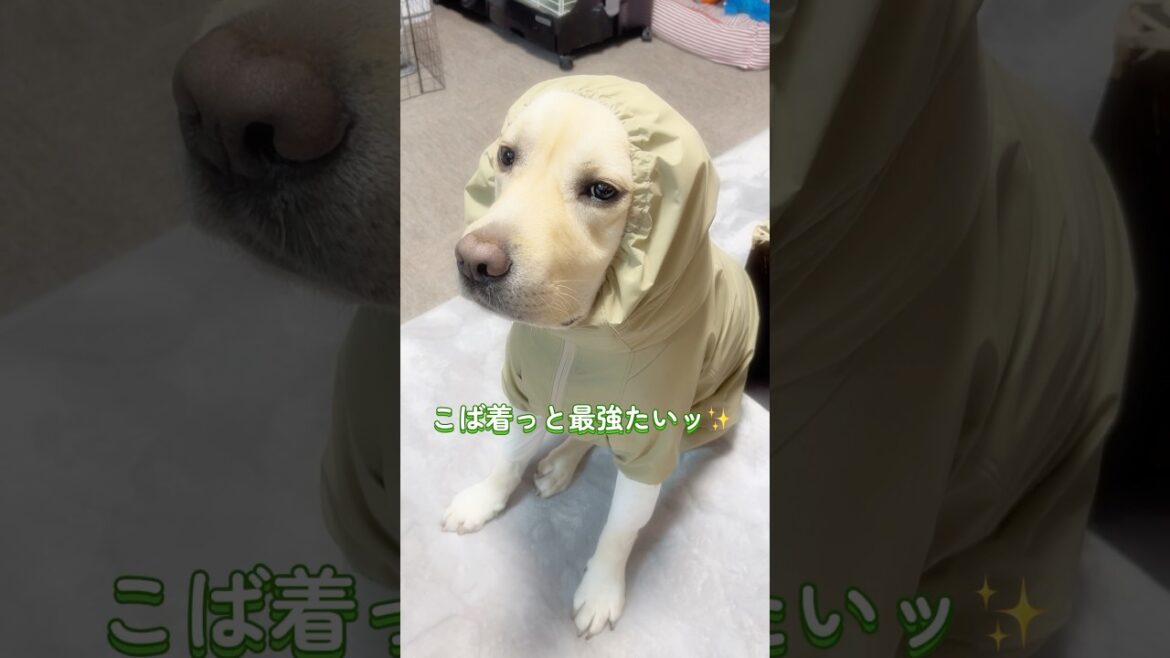 用意は出来とっとです✨🐕💕 #トニー #冷蔵庫の番人