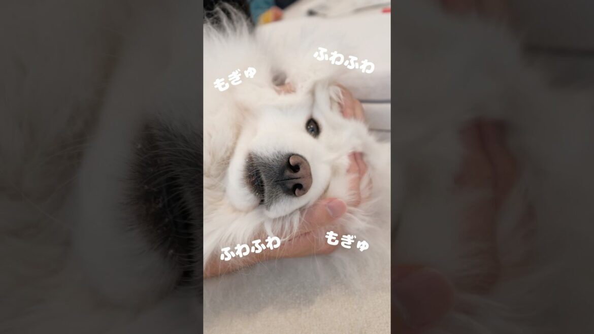 意外と小顔なサモエド　#サモエド #samoyed