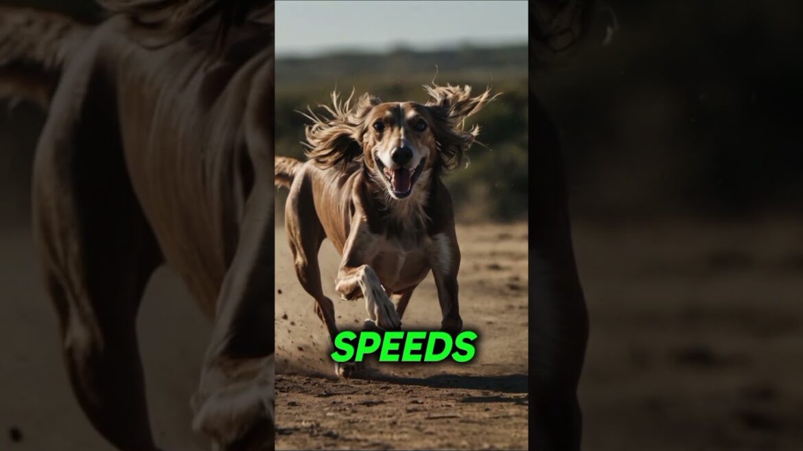 What you never knew about the oldest Saluki! #shorts #viralvideo #doglover