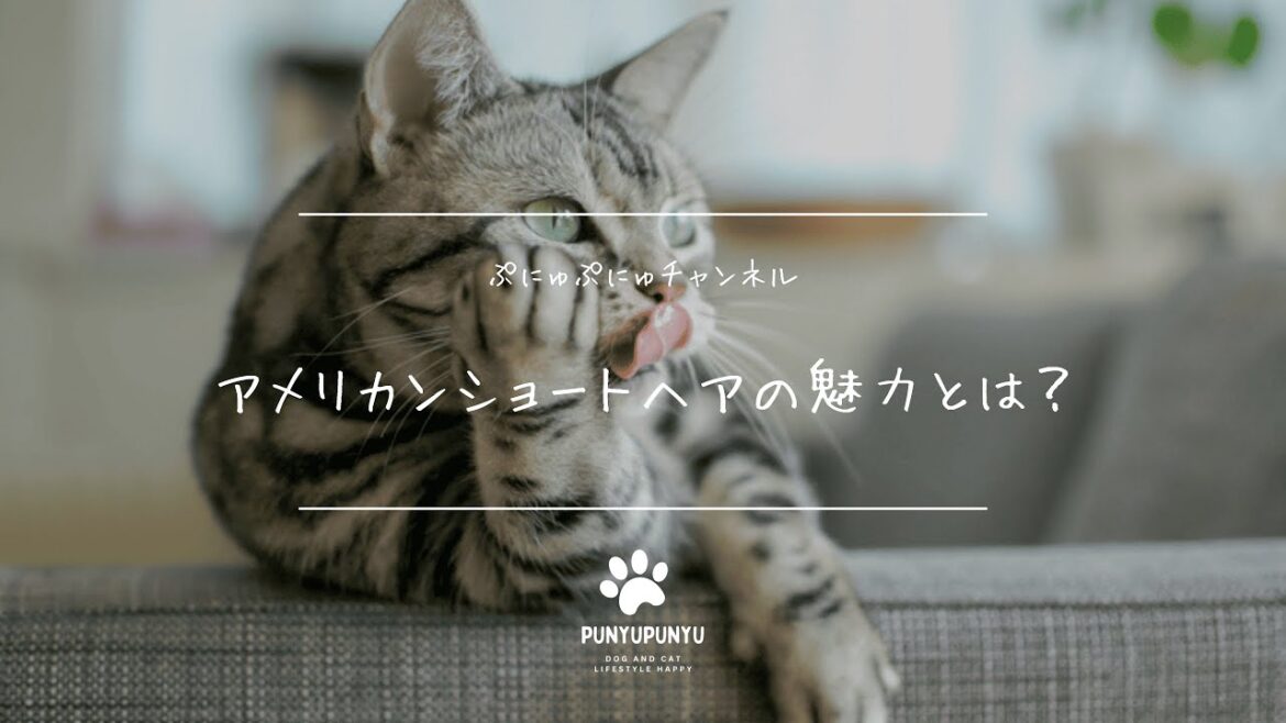 アメリカンショートヘアの魅力!性格・飼い方・健康管理のポイントを徹底解説 アメリカンショートヘアの魅力!性格・飼い方・健康管理のポイントを徹底解説