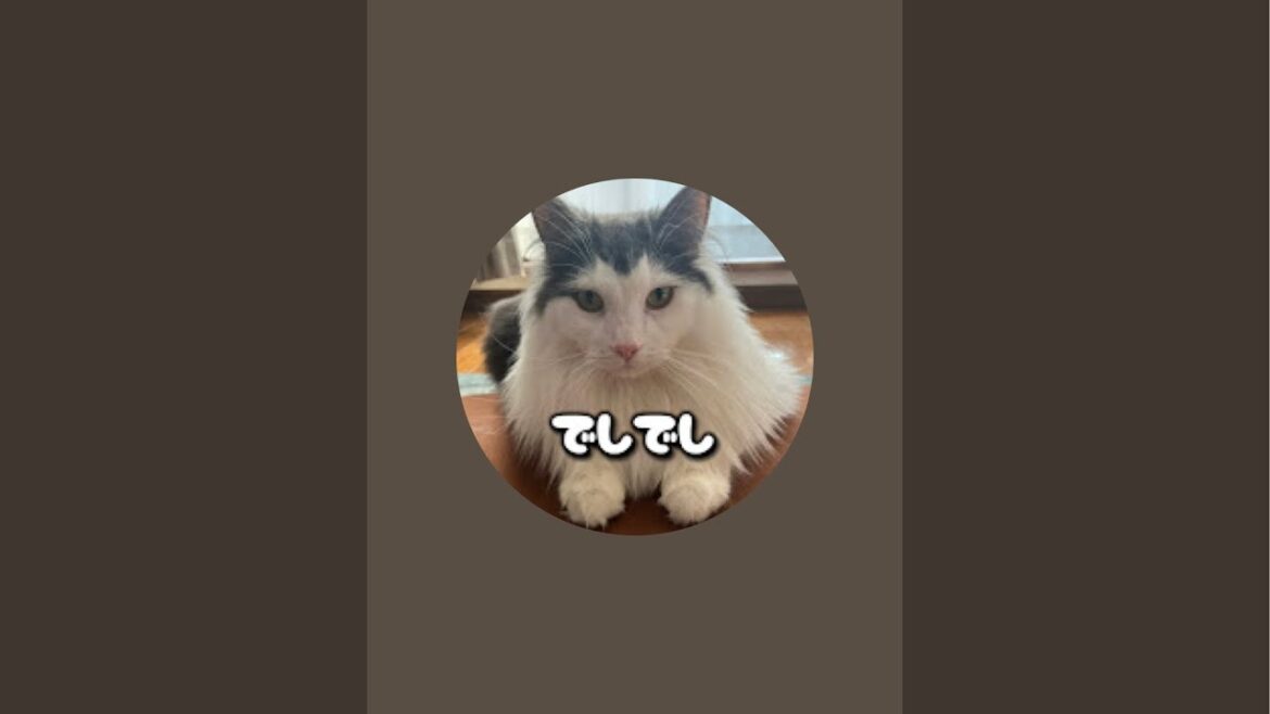 ノルウェージャンのコチでし。よかったらチャンネル登録よろしくお願いします、でし。#ノルウェージャンフォレストキャット #猫のいる暮らし #猫のいる生活 #猫 #ライブ配信 #子猫