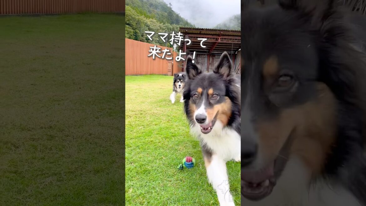ボールを持ってきたよ！からの... #オーストラリアンシェパード #ボーダーコリー