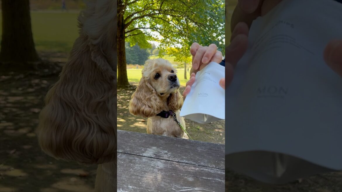 ピクニック#アメリカンコッカースパニエル #アメコカ #コッカースパニエル