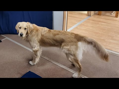 予告【切り抜き】ゴールデンレトリバーとの暮らしで大変な事・・。 予告【切り抜き】ゴールデンレトリバーとの暮らしで大変な事・・。