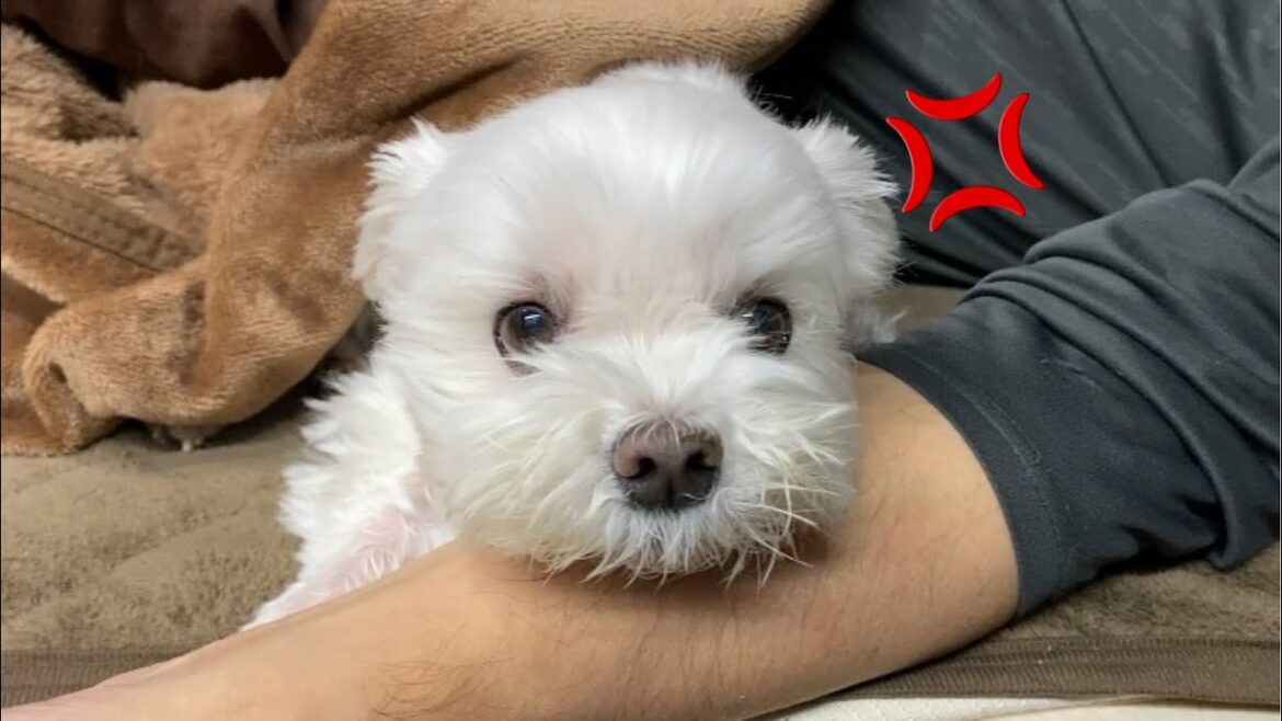 大好きなパパをママに取られそうになってブチ切れる犬