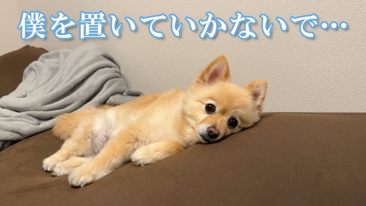 【お留守番】愛犬にお留守番をお願いしたら、ある意味で胸が締め付けられました…