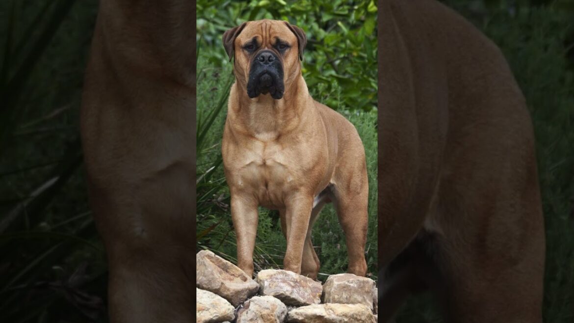 10 Mastiff Dog Breeds That Will Leave You in Awe 10 Mastiff Dog Breeds That Will Leave You in Awe