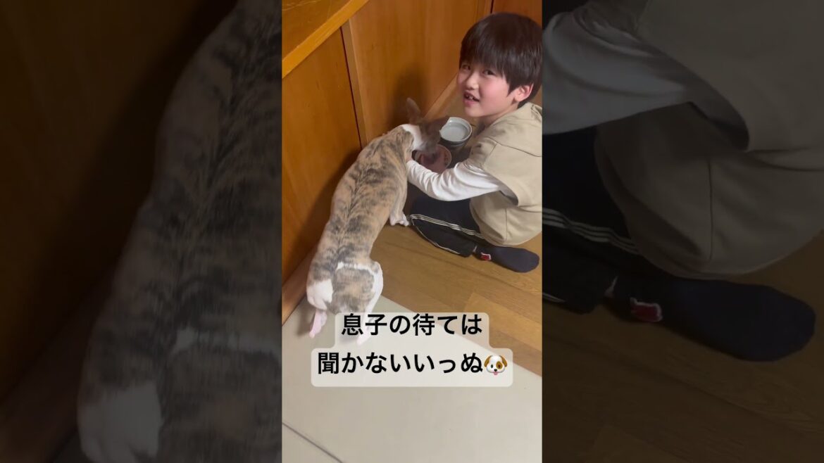 息子の待ては聞かないいっぬ🐶 #dog #cute #ウィペット #shorts