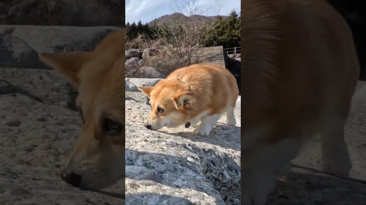嗅ぎ回るコーギー / A Corgi sniffing around #コーギー #corgi #サクラ