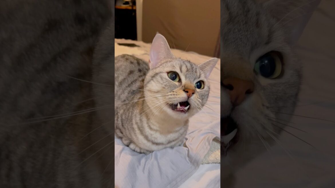 マンチカンの可愛すぎる反応集!! #shorts #猫 #cat マンチカンの可愛すぎる反応集!! #shorts #猫 #cat