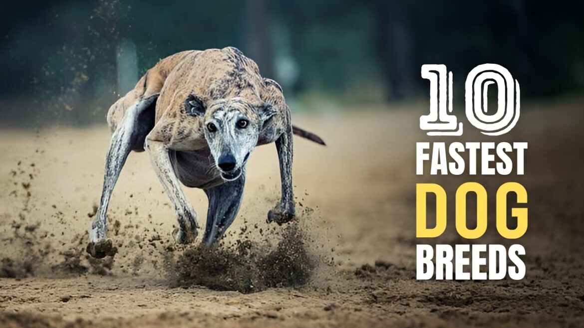 Top 10 Fastest Dog Breeds on Earth