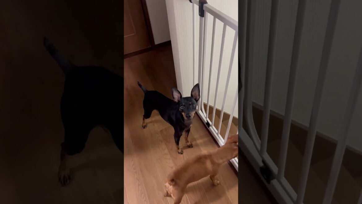 【ミニピン】気になる先にある物… #shorts #miniaturepinscher #ミニチュアピンシャー #ミニピン