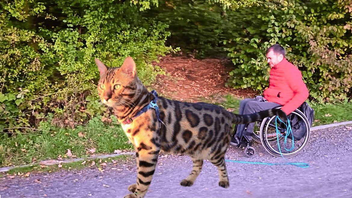 Bengal Cat Watag Disappeared in the Forest… What We Found Was UNBELIEVABLE! Bengal Cat Watag Disappeared in the Forest… What We Found Was UNBELIEVABLE!