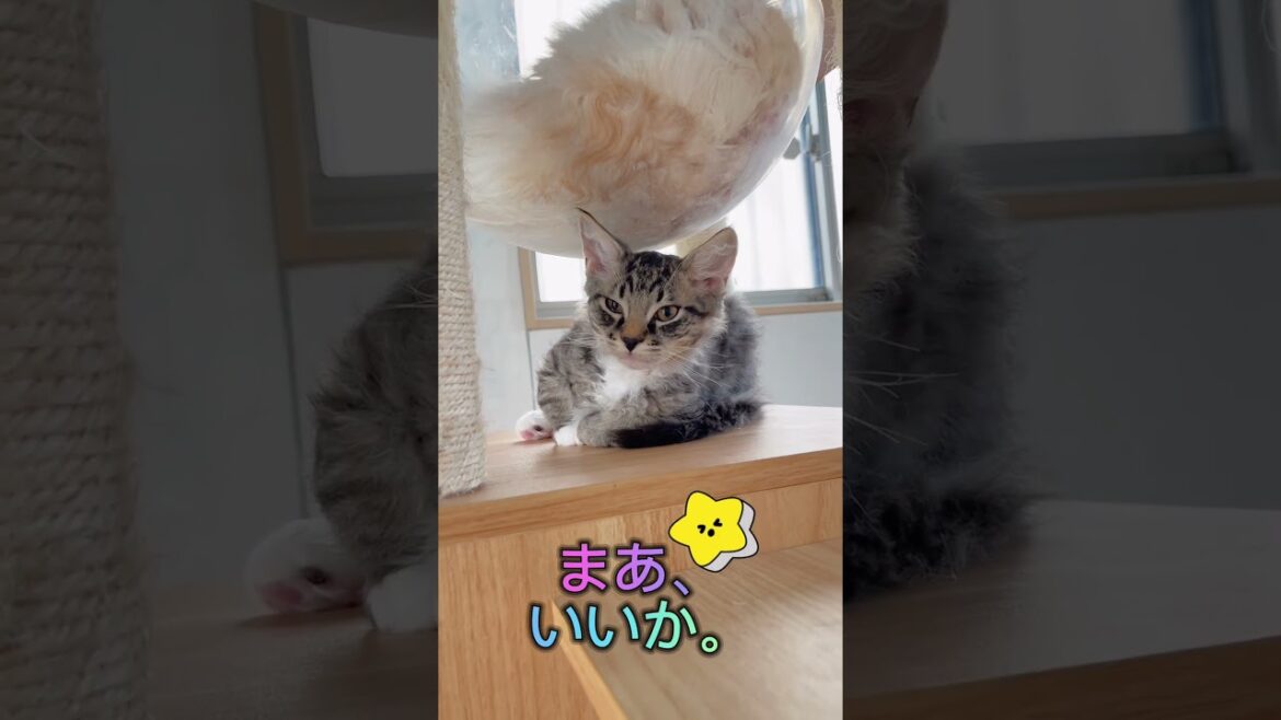 わたあめと勘違いするラパーマちゃん♥️ 【お問合せ詳細は説明欄に記載あります】 #ブリーダー直販 #ラパーマ #子猫 #猫 #猫のいる暮らし #マンチカン #ミヌエット #猫動画 わたあめと勘違いするラパーマちゃん♥️ 【お問合せ詳細は説明欄に記載あります】 #ブリーダー直販 #ラパーマ #子猫 #猫 #猫のいる暮らし #マンチカン #ミヌエット #猫動画