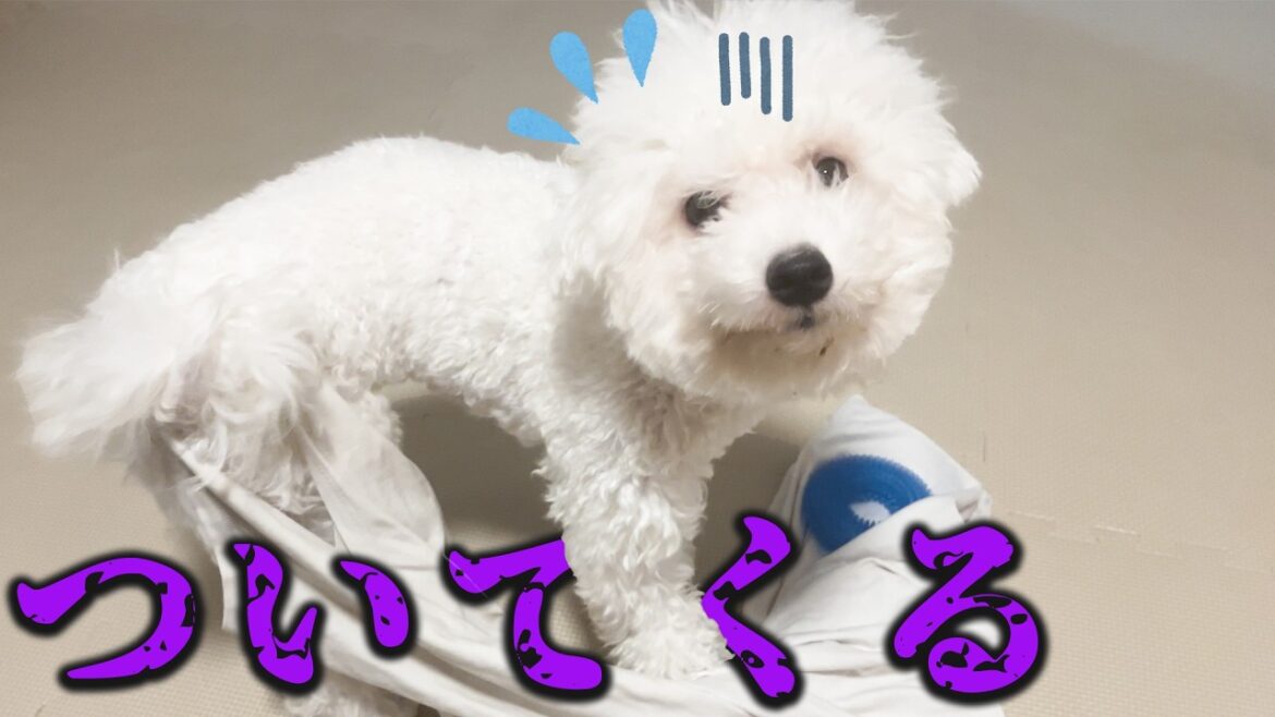 【ビションフリーゼ】飼い主の服につきまとわれる犬がこちら