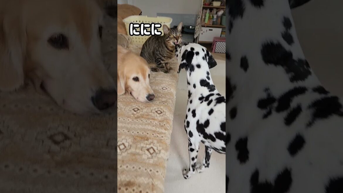 おもろすぎるからやめてwww#cat #子猫 #ダルメシアン #ゴールデンレトリバー #犬 #dog #shorts