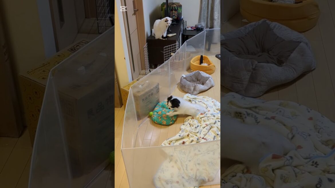 白猫とチワ狆#猫のいる暮らし #犬のいる暮らし #ミックス犬#白猫