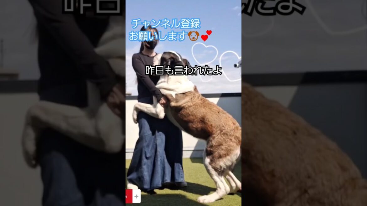【超大型犬セントバーナード】2歳女の子ナナちゃんが立つとこんな🐶私の身長166cm⭐#犬 #超大型犬 #shors