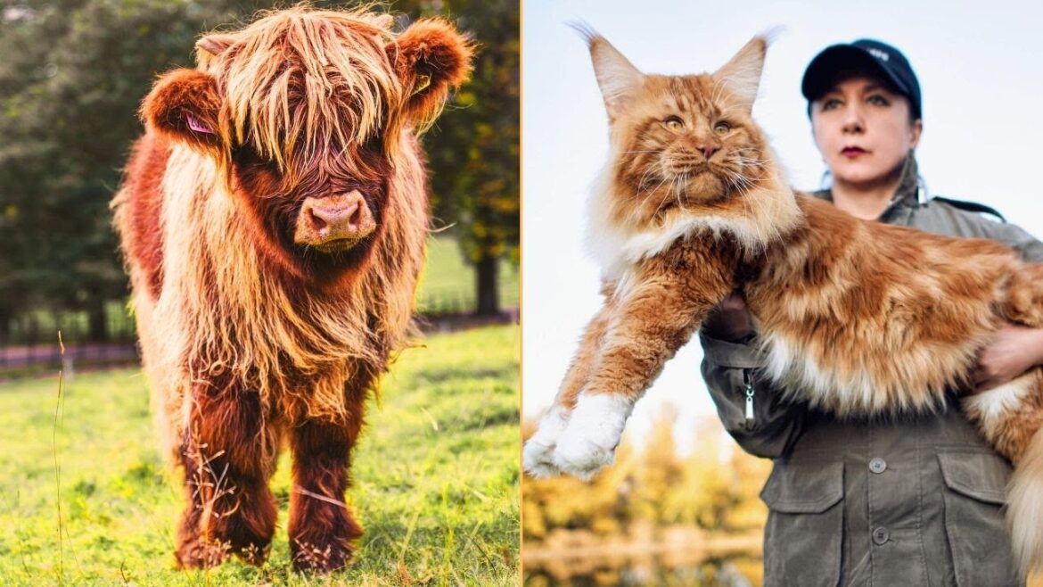 10 Fascinating Creatures You’ve Probably Never Heard Of!