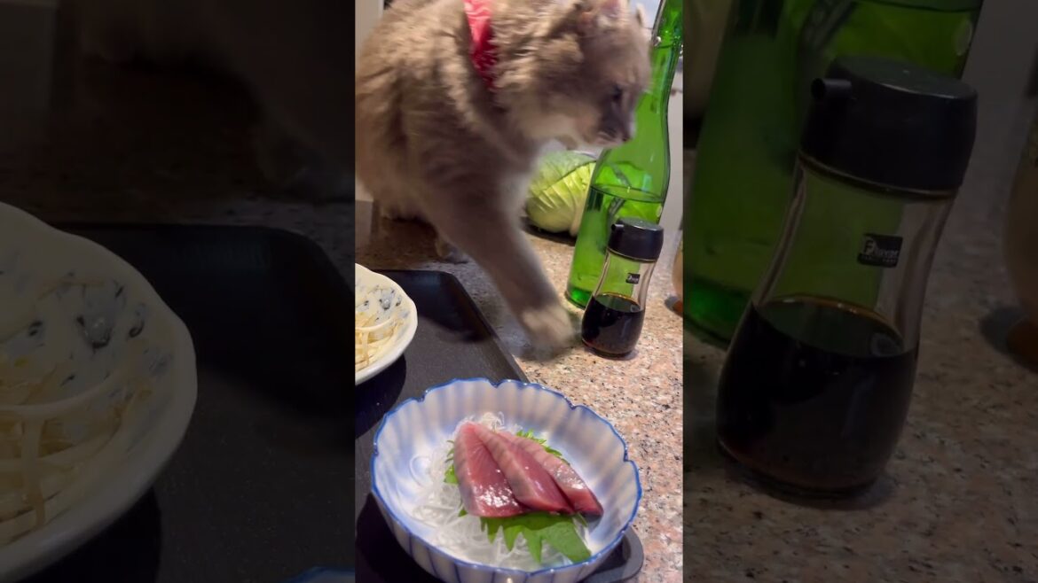 お魚天国 #shorts おさかな天国3 #アメリカンカール