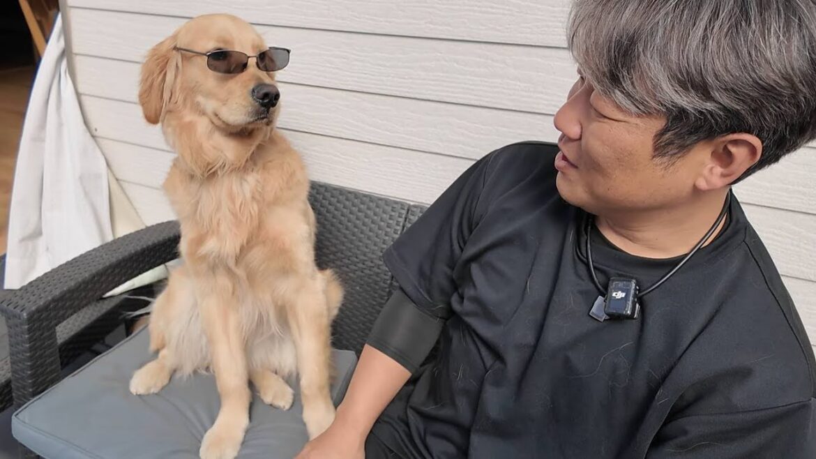 視力は1.5なのに訳があり3種類の眼鏡を使用する事に。【Golden Retriever japan】 視力は1.5なのに訳があり3種類の眼鏡を使用する事に。【Golden Retriever japan】