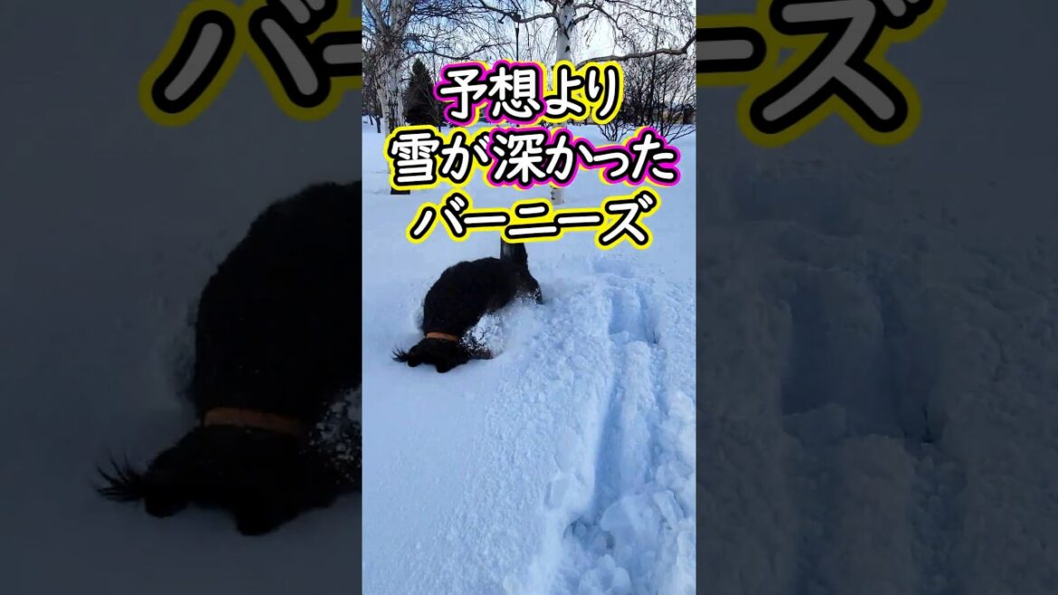 思ったより雪が深かったバーニーズマウンテンドッグ #shorts #dog #bernese #ズボ #funny #大型犬 #北海道 #バーニーズ #埋まる
