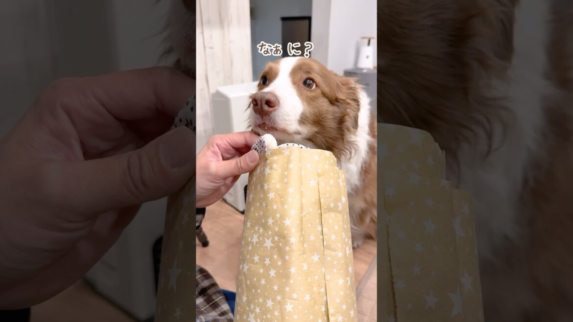 飼い主がわくわくしていると一緒にわくわくしちゃう犬達が可愛い♡【ボーダーコリー・オーストラリアンシェパード】#shorts