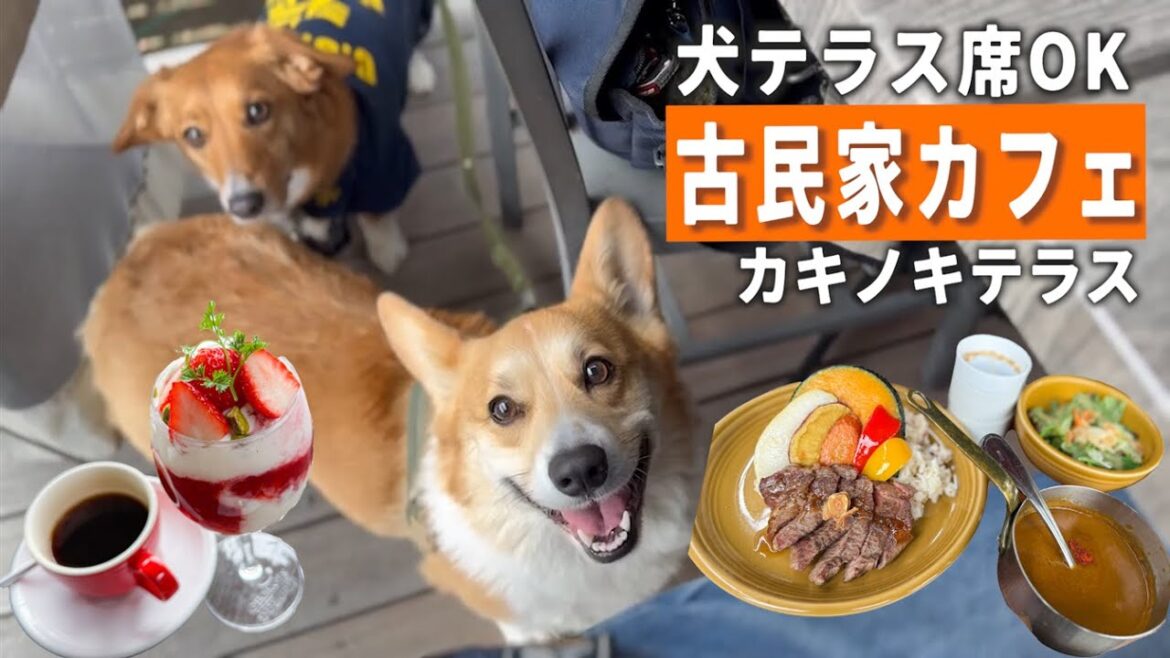 ペットOK!古民家×北欧 カレーのかわいいお店を満喫したコーギー犬【カキノキテラス】 ペットOK!古民家×北欧 カレーのかわいいお店を満喫したコーギー犬【カキノキテラス】