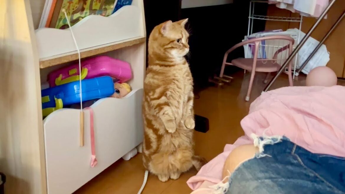 マンチカン立ちでちゃびくんが見たものとは果たして…! マンチカン立ちでちゃびくんが見たものとは果たして...!