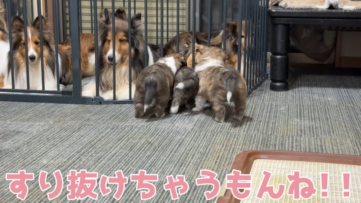 【シェルティ】すり抜けちゃうもんね🐾【意外と小さいよね】