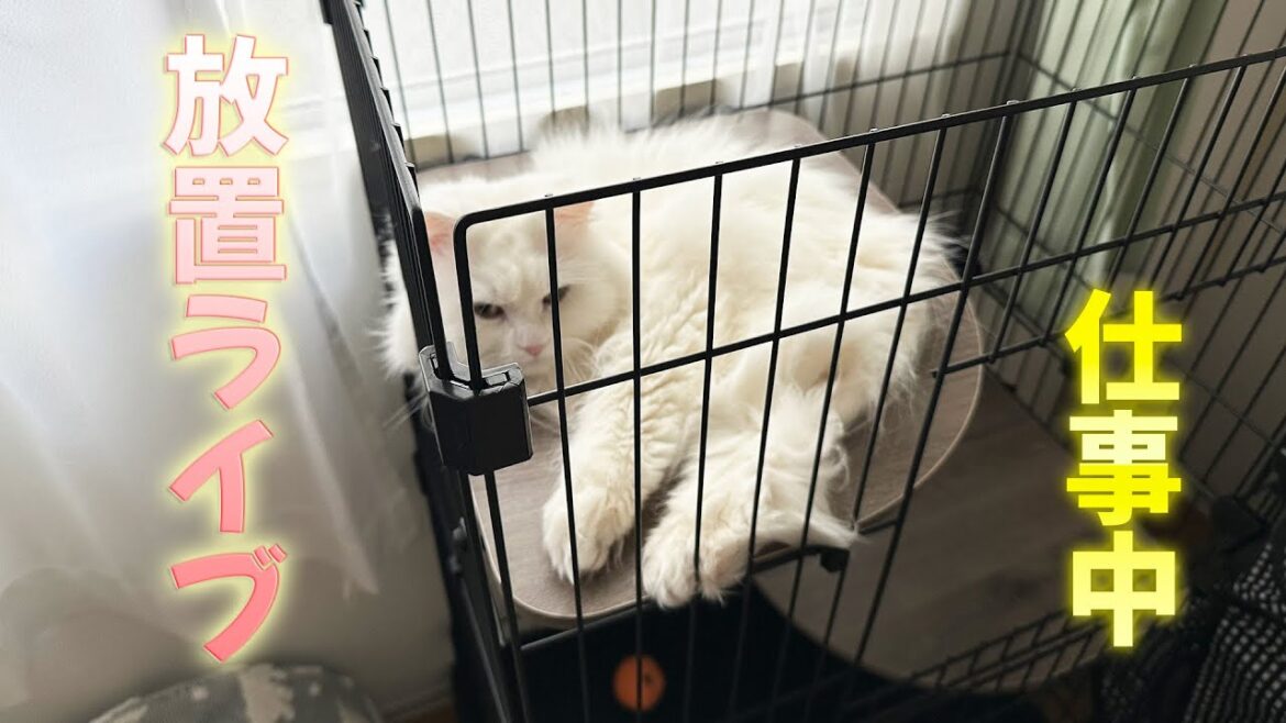 【放置】ペットカメラ ライブ配信　#留守番 #ねこのいる暮らし #live  #マンチカン短足  #ラガマフィン