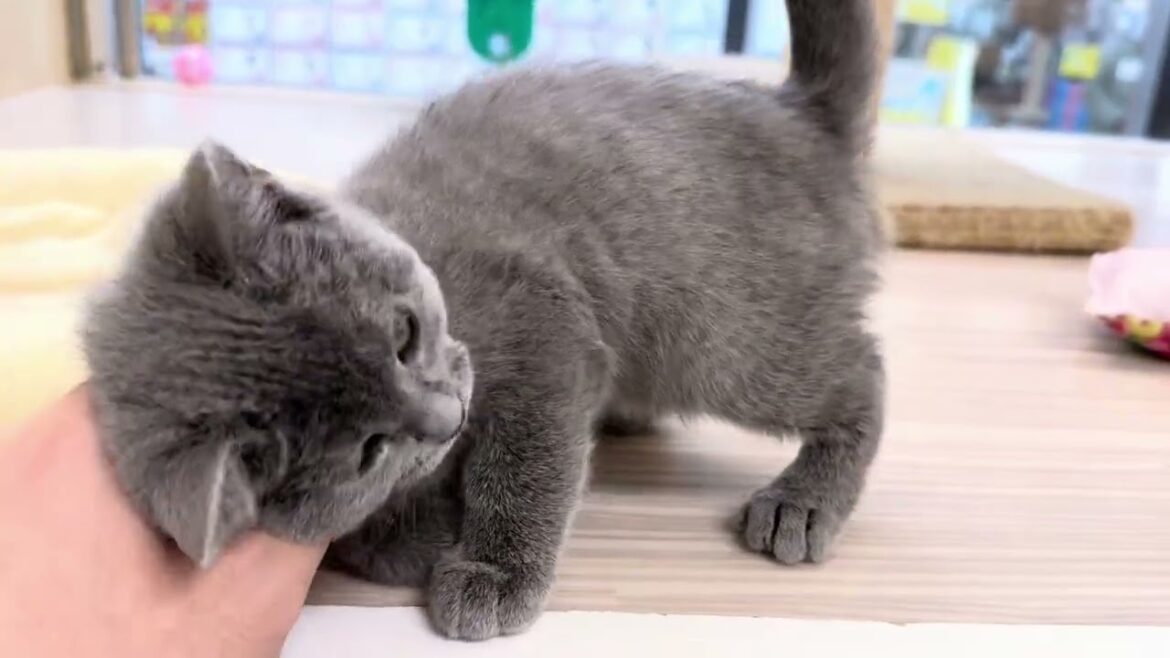 【2025/3/17撮影公開】希少猫 シャルトリュー ブルー 女の子！初日から手にスリスリしてくれる懐っこさ抜群な様子を大公開♪