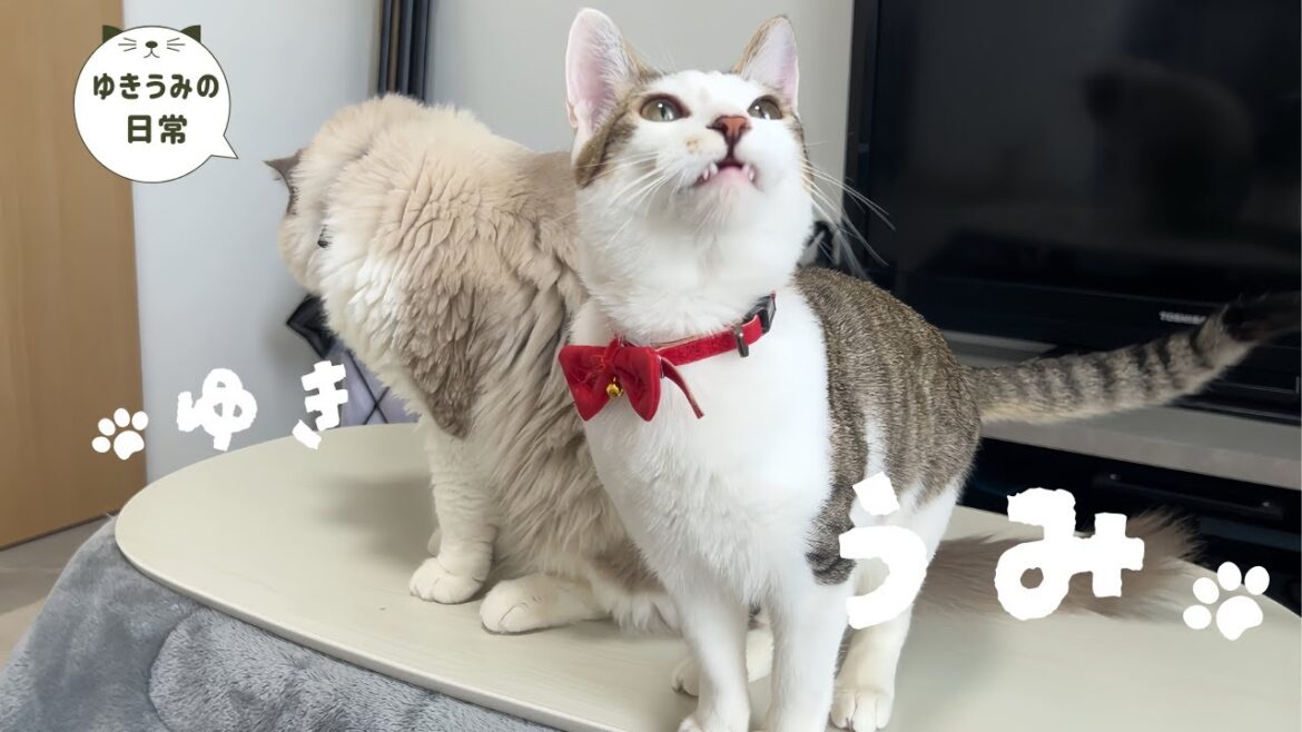 普段怒らない子猫の静かな怒りが怖過ぎました・・・【ラグドール・キジシロ】