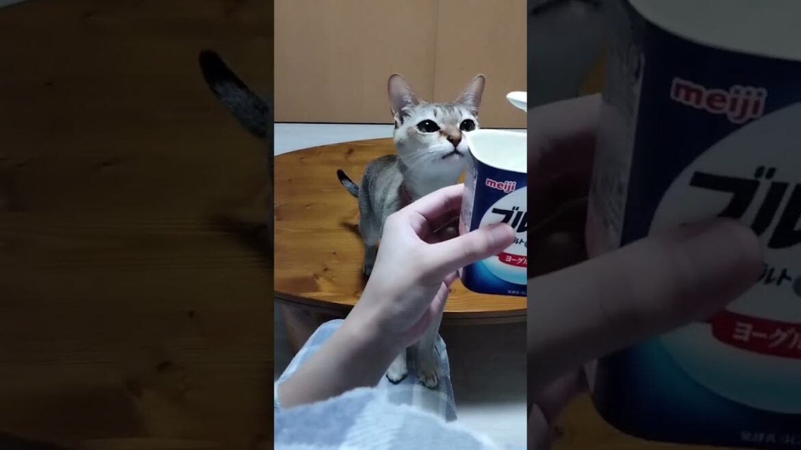 どうしてもブルガリアヨーグルトを食べたいシンガプーラ猫