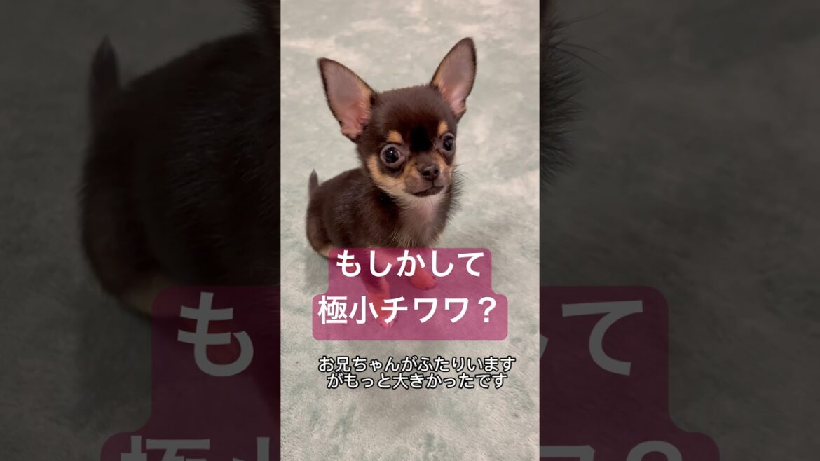 極小チワワなの？スムチールカが１kgになるまでの成長記録【多頭飼いスムチーず】　#子犬 #チワワ #スムチーず