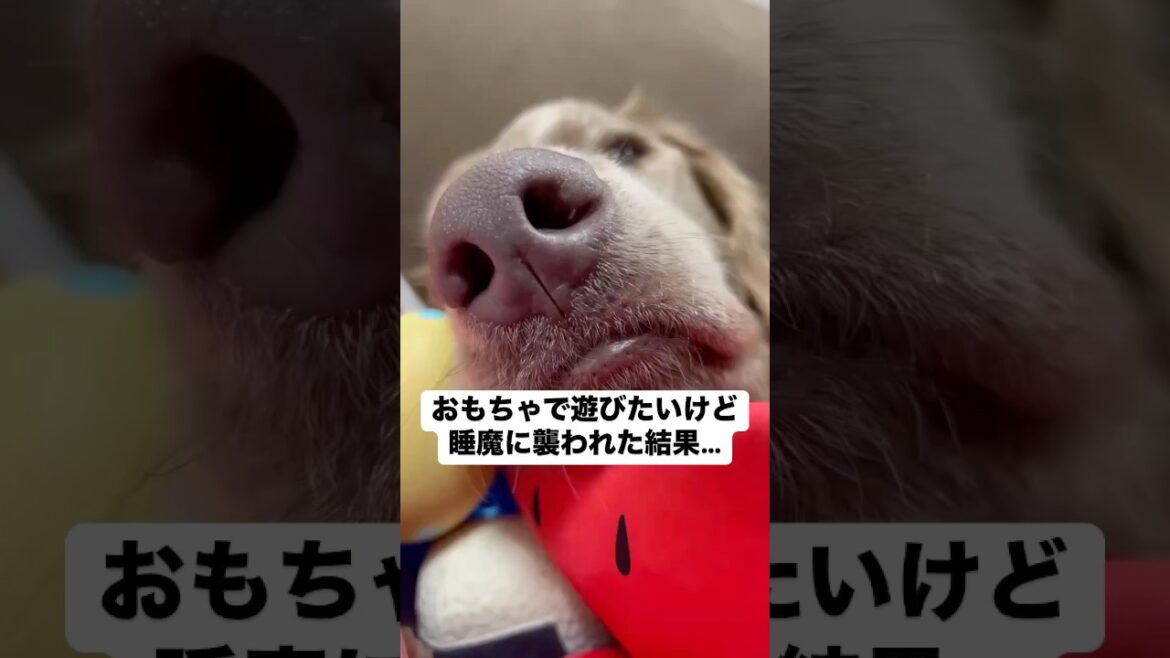 おもちゃで遊びたいけど睡魔に襲われた結果…🤭#大型犬 #犬のいる暮らし #ワイマラナー#ワイマラナーロングヘアード #dog#wiemaraner #shorts #ルルちゃんのルンルンちゃんねる