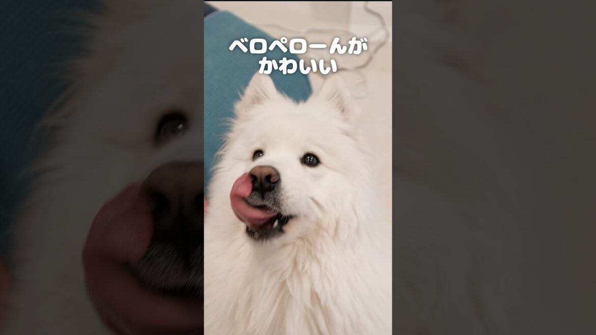表情豊かなサモエドに癒される　#サモエド #samoyed