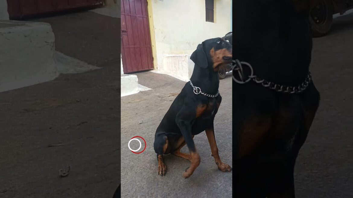 "A Doberman’s love is forever! 🐶💖"#shorts #doberman #facts