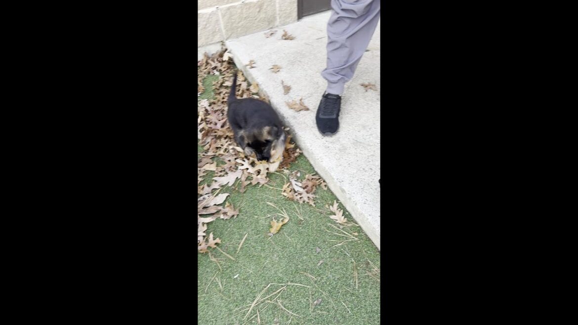 Pups with Leaf