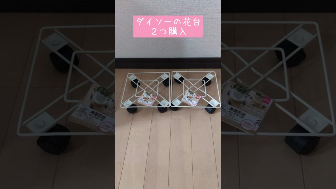 ダイソーの花台の意外な使い方 #shorts #short #cat #猫 #ねこ #マンチカン #ノルウェージャンフォレストキャット #ダイソー #100均 #100均diy #100均グッズ