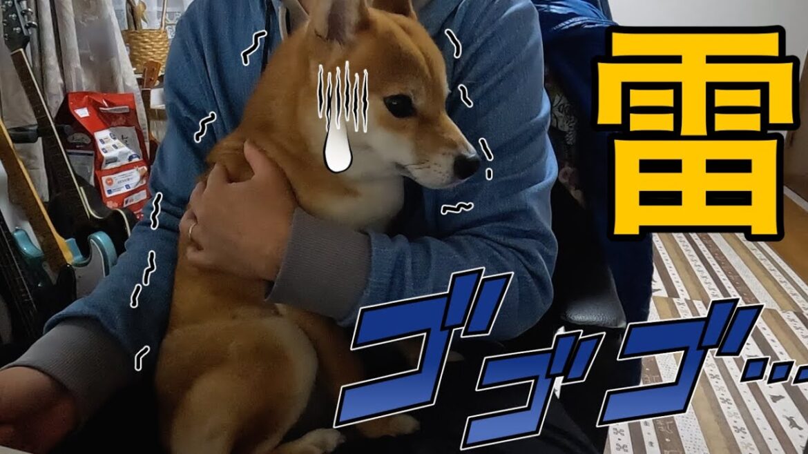 突然の大きな雷に腰抜かす柴犬小夏 ガクブル 突然の大きな雷に腰抜かす柴犬小夏 ガクブル