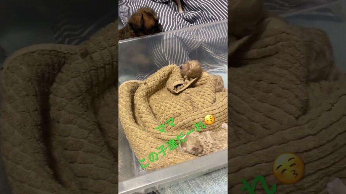 興味津々のグリフォンちゃん#shorts  #子犬 #puppy #ブリュッセルグリフォン #マルプー #ブリーダー直販 #岐阜県 #ワンダフルパピー