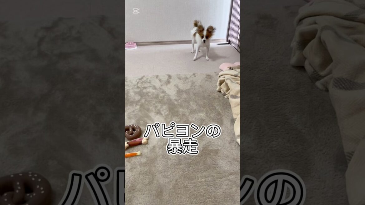 朝から暴走する犬　パピヨン子犬リーナ＃papillon＃子犬＃可愛い